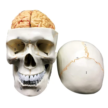 Анатомическая модель человеческого черепа с мозгом, состоящая из 8 частей, Анатомия в натуральную величину для изучения в классе естествознания, дисплей, обучающая модель